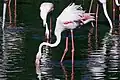 Flamant rose.