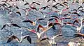 décollage de flamants roses (mai 2019) ;