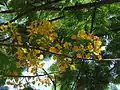Delonix regia à fleurs jaunes.