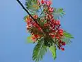 Delonix regia à fleurs rouges.