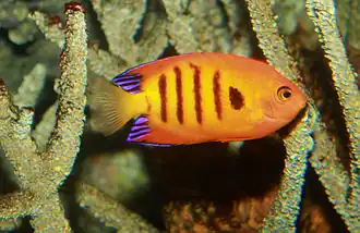 Centropyge loricula