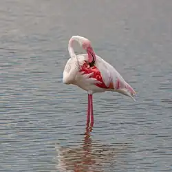 Flamant rose à Amboseli.