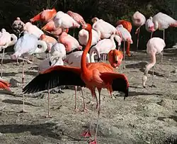 Flamants.