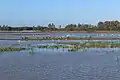 Flamants