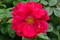 Rose épanouie