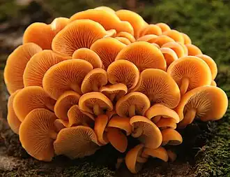 Description de l'image Flammulina velutipes IMG 1038.jpg.