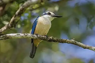 Description de l'image Flat-billed kingfisher (Todiramphus recurvirostris) Upolu.jpg.