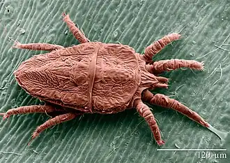 Brevipalpus phoenicis.