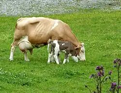 photo couleur d'une vache et son veau. La vache est pie rouge clair avec une morphologie large et mamelle bien développée sans corne. Le veau est pie rouge foncé.