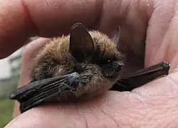 Murin à moustaches