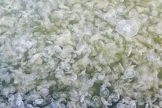 Pullulation d'Aurelia aurita en Allemagne.