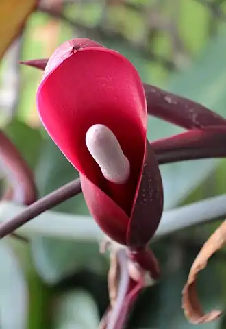 Description de l'image Fleur de Philodendron erubescens (face).jpg.