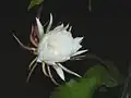 Fleur de lune, elle s'ouvre rapidement.
