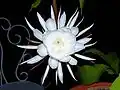 Fleur de lune, complètement ouverte