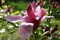 Fleur de magnolia.