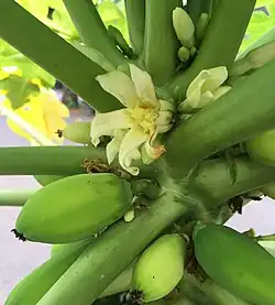 Fleur de papayer.