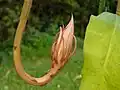 Une fleur proche de son épanouissement, sa tige s'est redressée, la floraison est dans quelques jours.