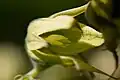 Fleur mâle de Decaisnea fargesii.
