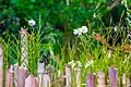 Orchidées près d'une clôture
