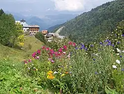 Fleurs de montagne près du hameau de Celliers (La Léchère) sur la route du col de la Madeleine