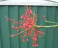 Inflorescence.