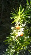 Fleurs et Fruits de Daphne gnidium dans la Garrigue