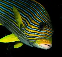 Gaterin à rubans (Plectorhinchus polytaenia)