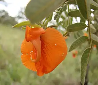 Description de l'image Flickr - João de Deus Medeiros - Harpalyce brasiliana.jpg.