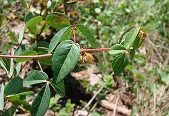 Manihot violacea.