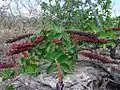 Pied de Norantea guianensis dans la Serra Dourada (Goias, Brésil)