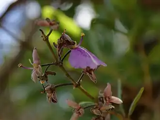 Description de l'image Flickr - João de Deus Medeiros - Qualea parviflora (1).jpg.