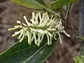 Boutons floraux de Roupala montana (probablement Roupala pyrifolia Knight, 1809)