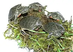 Plusieurs jeunes Tortues peintes sur de la mousse sur une table lumineuse.