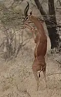 Gazelle de Waller, gérénuk (mâle).