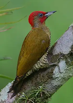 Description de l'image Flickr - Rainbirder - Rufous-winged Woodpecker (Piculus simplex) male.jpg.