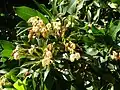 Floraison.