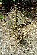 Forme juvénile.