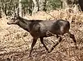 Jeune mâle dans son pelage d’hiver.