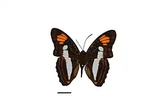 Description de l'image Flickr - ggallice - Adelpha paraena (1).jpg.