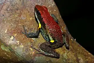 Description de l'image Flickr - ggallice - Poison frog.jpg.