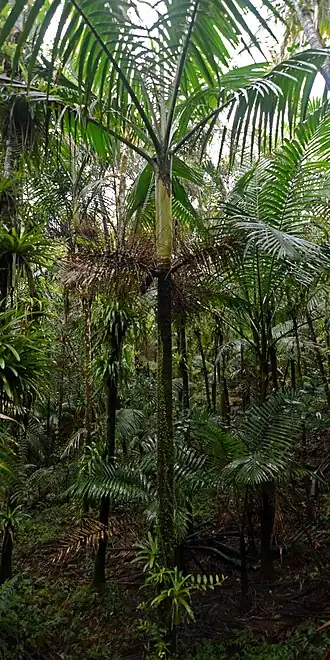 Description de l'image Flickr - ggallice - Sierra palm-palma de sierra.jpg.