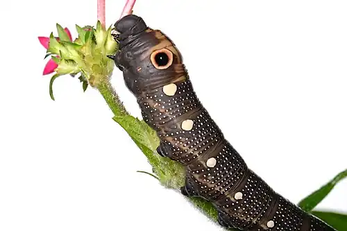 La chenille