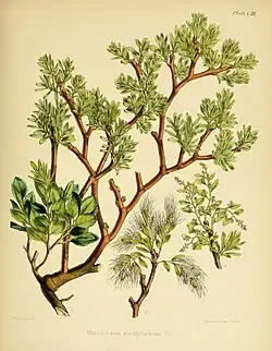 Misodendrum brachystachyum.