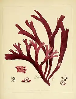 Rhodymenia variolosa