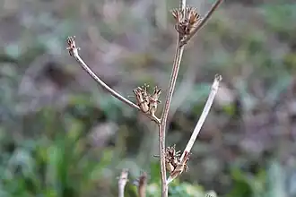 Fruits (akènes)