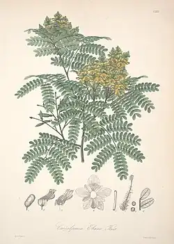 Libidibia punctata