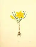 Illustration de Margaret Roscoe.