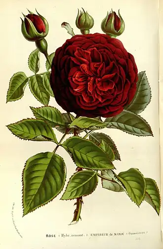 Image illustrative de l’article Empereur du Maroc