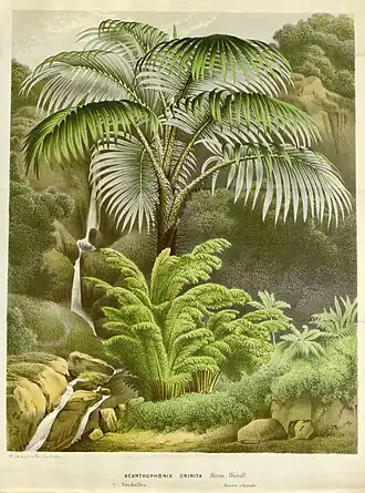 Acanthophoenix crinita H.Wendl.