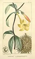1822 - Allamanda cathartica par M.E. Descourtilz